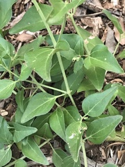 Mirabilis nyctaginea