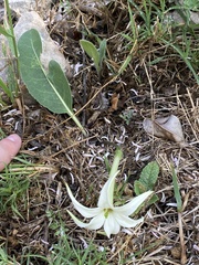 Jaborosa integrifolia