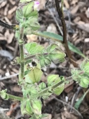 Mirabilis nyctaginea