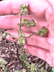 Mirabilis nyctaginea