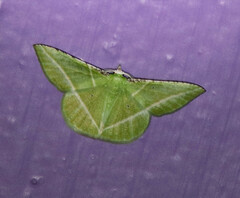 Dichorda consequaria