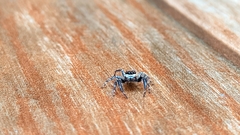 Menemerus bivittatus