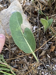 Jaborosa integrifolia