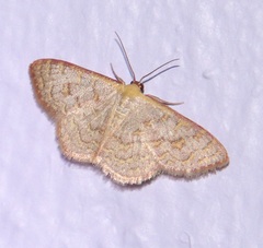 Leptostales pannaria