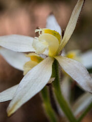 Caladenia marginata