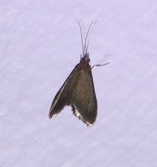 Pyrausta demantrialis