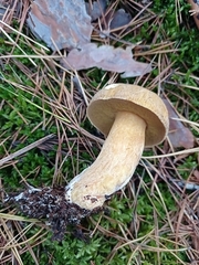 Suillus variegatus