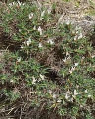 Astragalus
