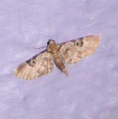 Eupithecia carellia