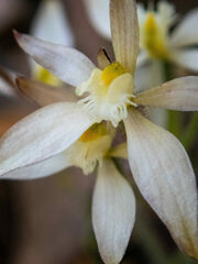 Caladenia marginata