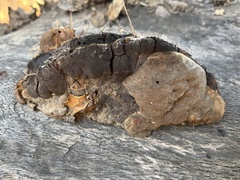 Hymenochaetaceae