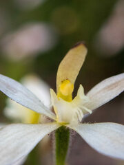 Caladenia marginata