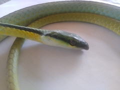 Leptophis diplotropis