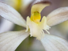Caladenia marginata