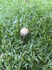 Panaeolus cinctulus