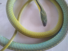 Leptophis diplotropis