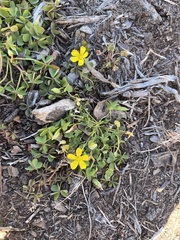 Oxalis corniculata