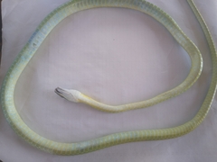 Leptophis diplotropis