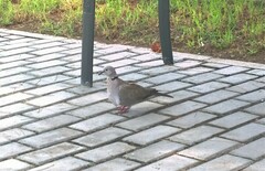 Streptopelia decaocto