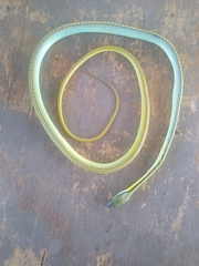 Leptophis diplotropis