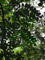 Comocladia
