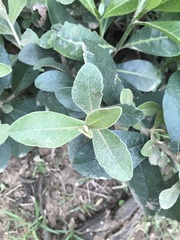 Tarchonanthus littoralis