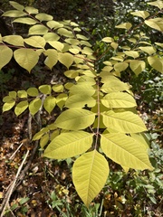 Phellodendron amurense