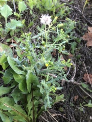 Senecio vulgaris