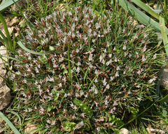 Astragalus balearicus