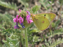 Oxytropis strobilacea