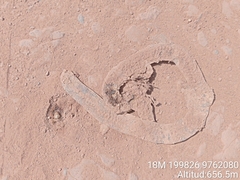 Amphisbaena fuliginosa