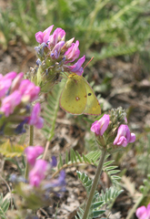 Oxytropis strobilacea
