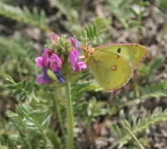 Oxytropis strobilacea