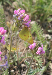 Oxytropis strobilacea