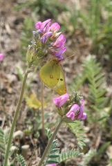Oxytropis strobilacea