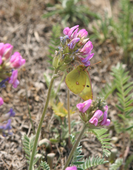 Oxytropis strobilacea