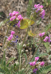 Oxytropis strobilacea