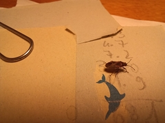 Arocatus melanocephalus