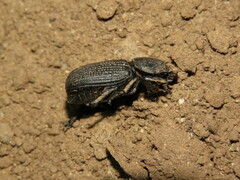 Phileurini