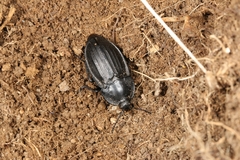 Silpha carinata