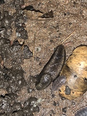 Arion hortensis