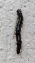 Rhinocricidae