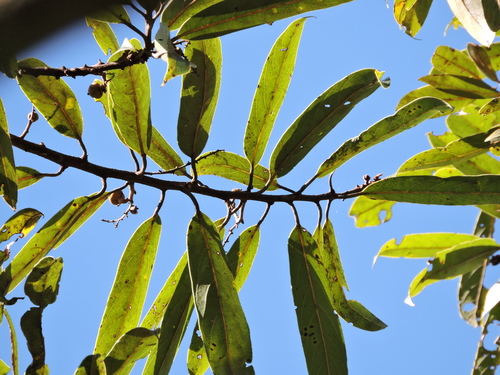 Cryptocarya polyneura image