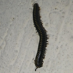 Rhinocricidae