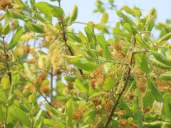 Combretum molle
