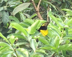 Troides amphrysus ruficollis