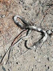 Hemorrhois hippocrepis