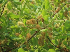 Combretum molle