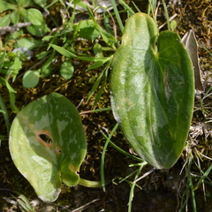 Arisarum