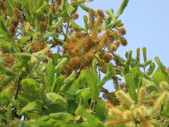 Combretum molle